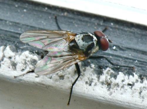 Anthomyia procellaris